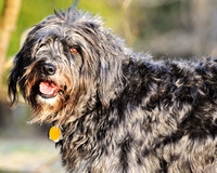 Saranac Pets