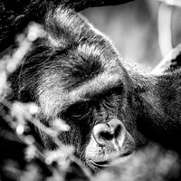Cincy_20160327_4854