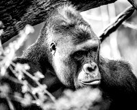 Cincy_20160327_4849