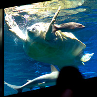 Boston Aquarium 2017