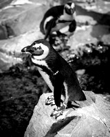 Boston_20170710_9879